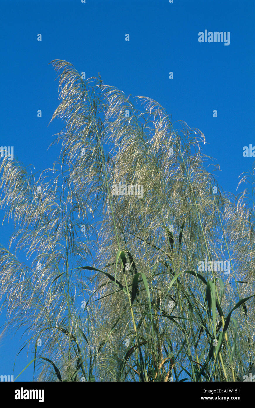 Pasto Guinea colonial Tanganyika hierba hierba Panicum maximum floración céspedes contra el cielo azul Foto de stock