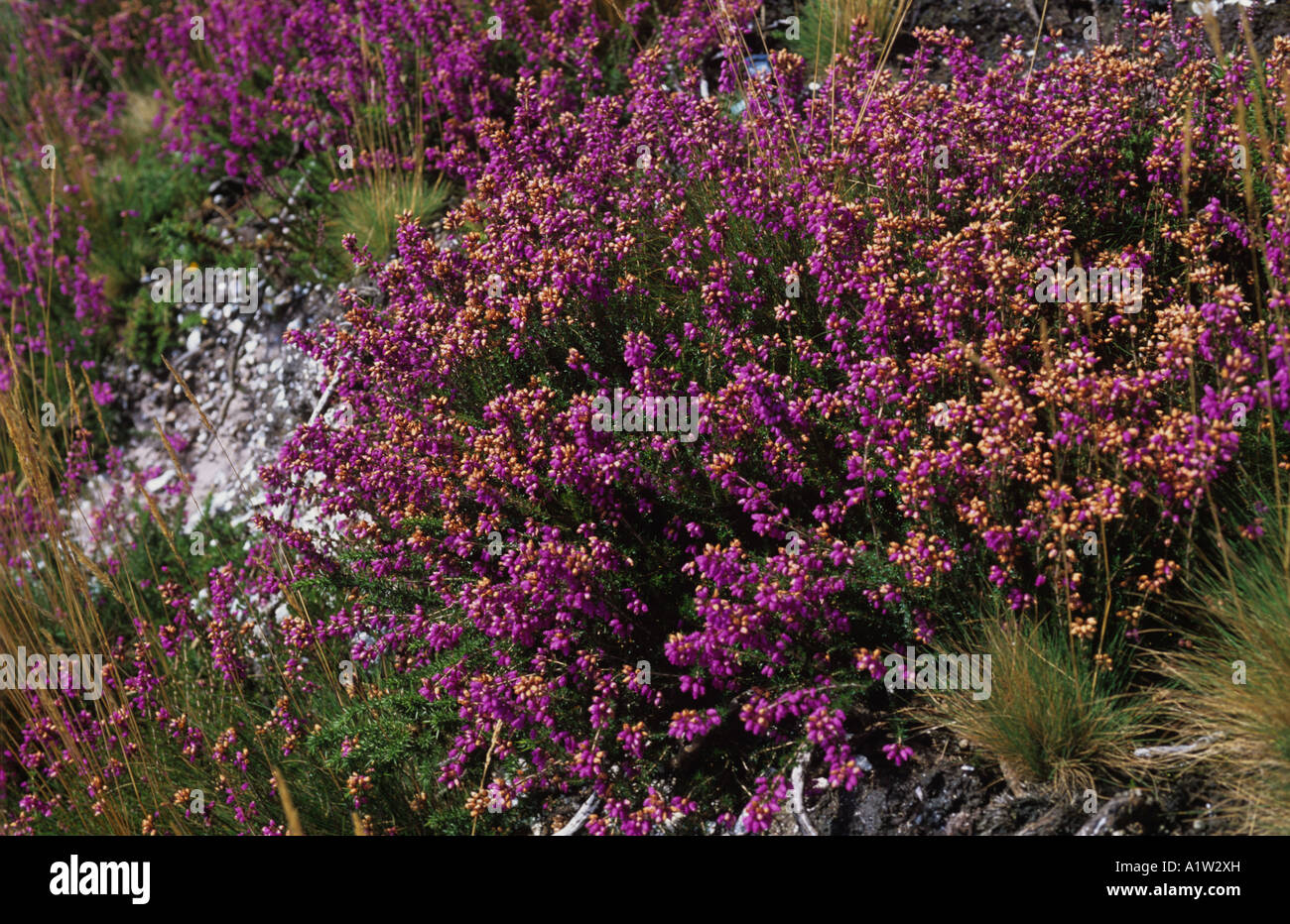 Bell heather Erica cinerea en flor en Devon moorland Foto de stock