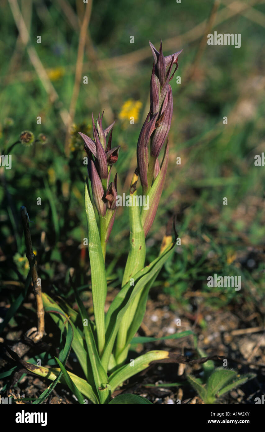Lengua orquídea de flores pequeñas fotografías e imágenes de alta  resolución - Alamy