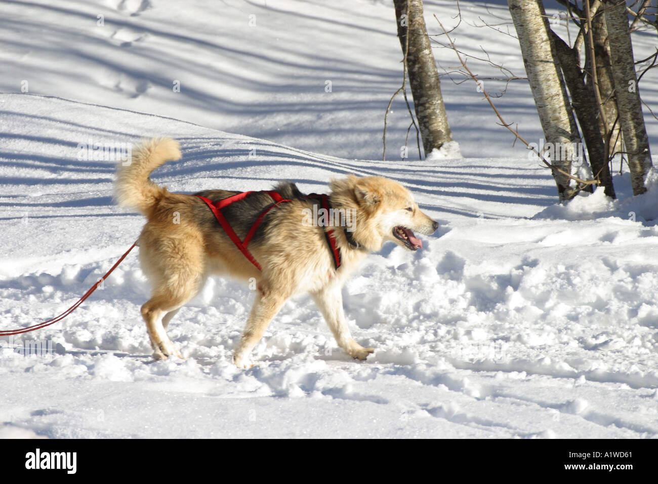 Huskey perro con el arnés para jalar trineos Foto de stock