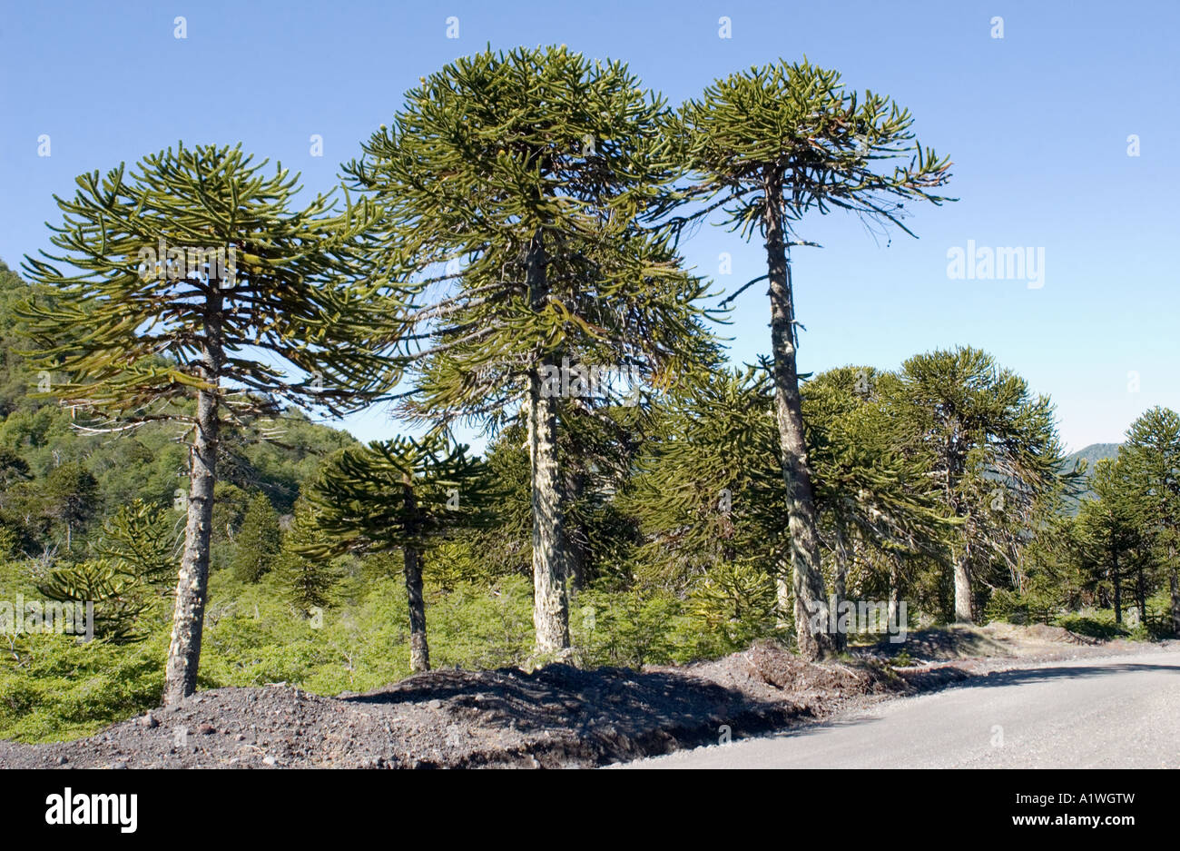 Árboles de araucaria (Araucaria araucana) en bosques antiguos Parque Nacional Lanin, Argentina, Diciembre Foto de stock