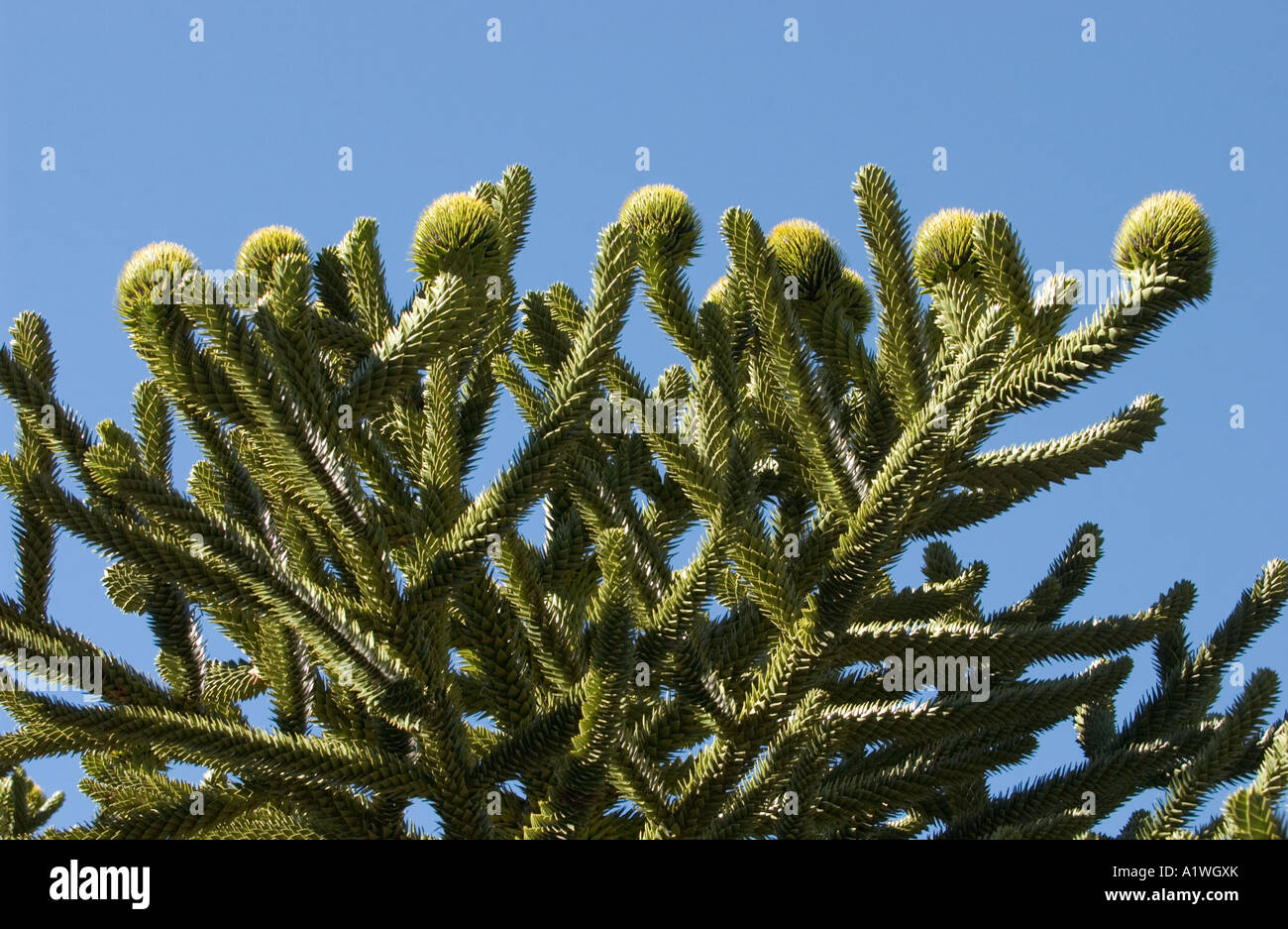 Araucaria (Araucaria araucana) ramas con semillas femeninas conos de rodamiento, Lanín N.P., Argentina, América del Sur, de diciembre Foto de stock