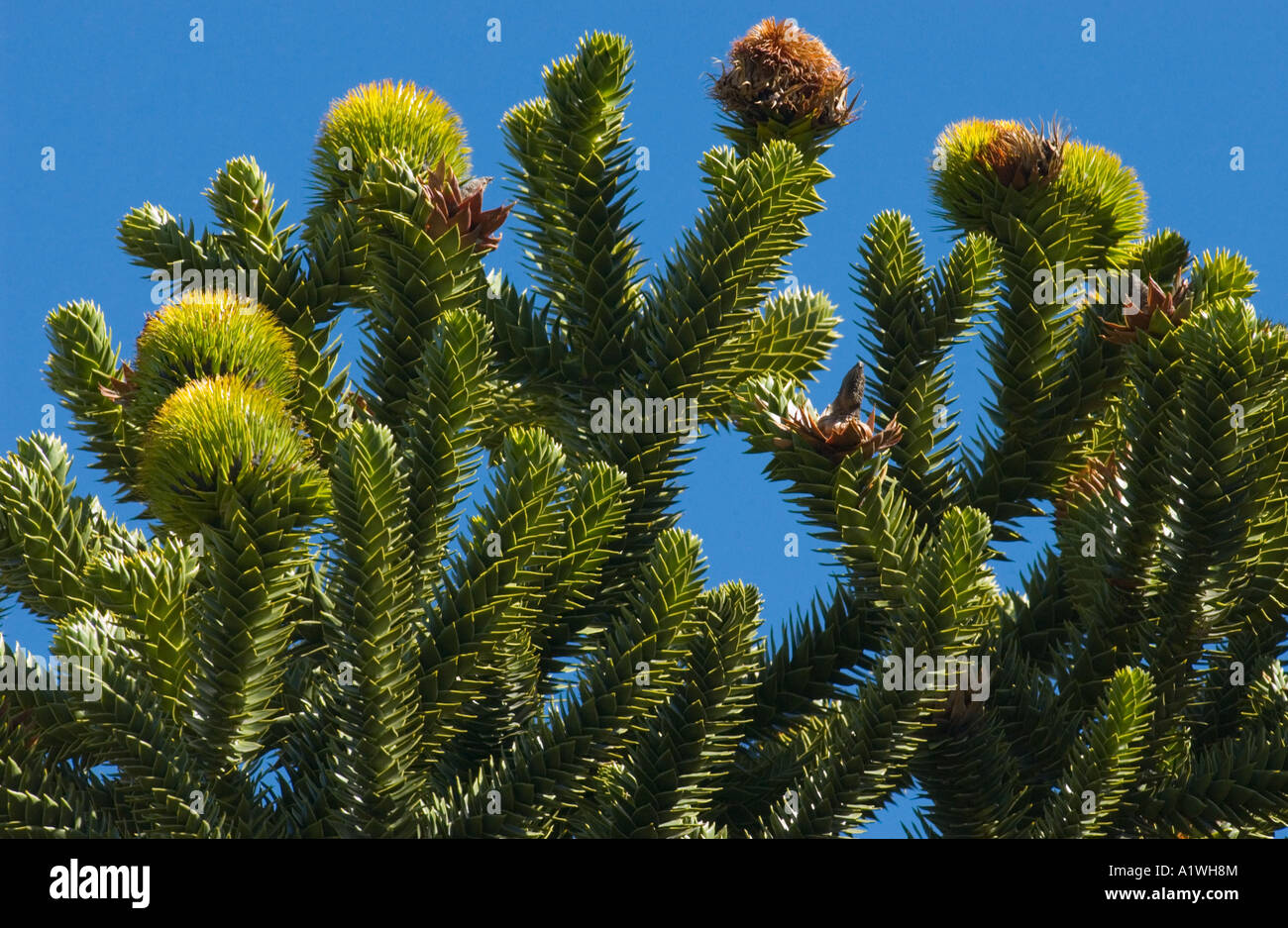 Araucaria (Araucaria araucana) ramas con semillas femeninas conos de rodamiento, Lanín N.P., Argentina, América del Sur, de diciembre Foto de stock