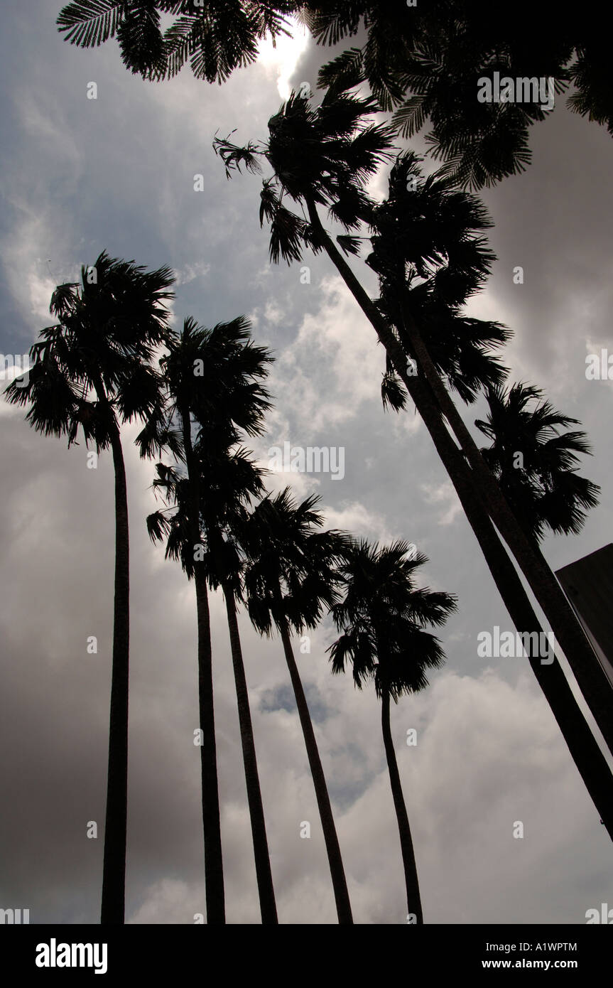 Silueta de altas palmeras, Ho Chi Minh, Vietnam Fotografía de stock - Alamy