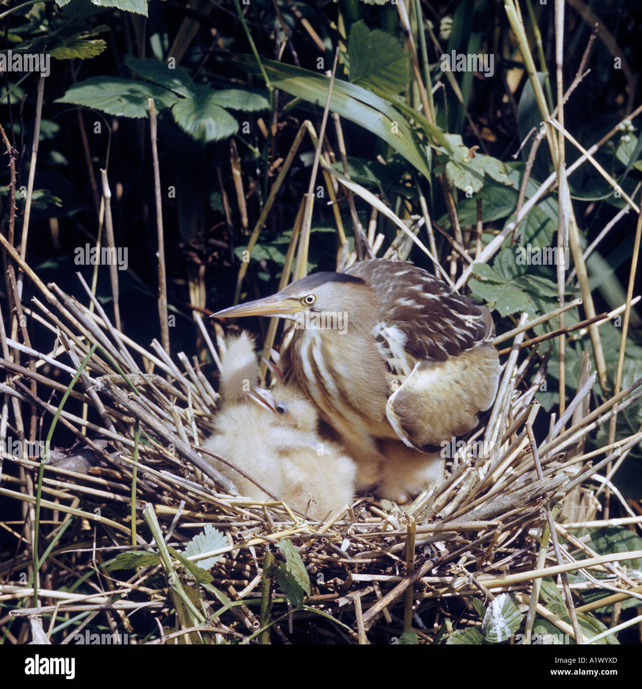 Poco Avetoro Ixobrychus minutus en nest con jóvenes Foto de stock