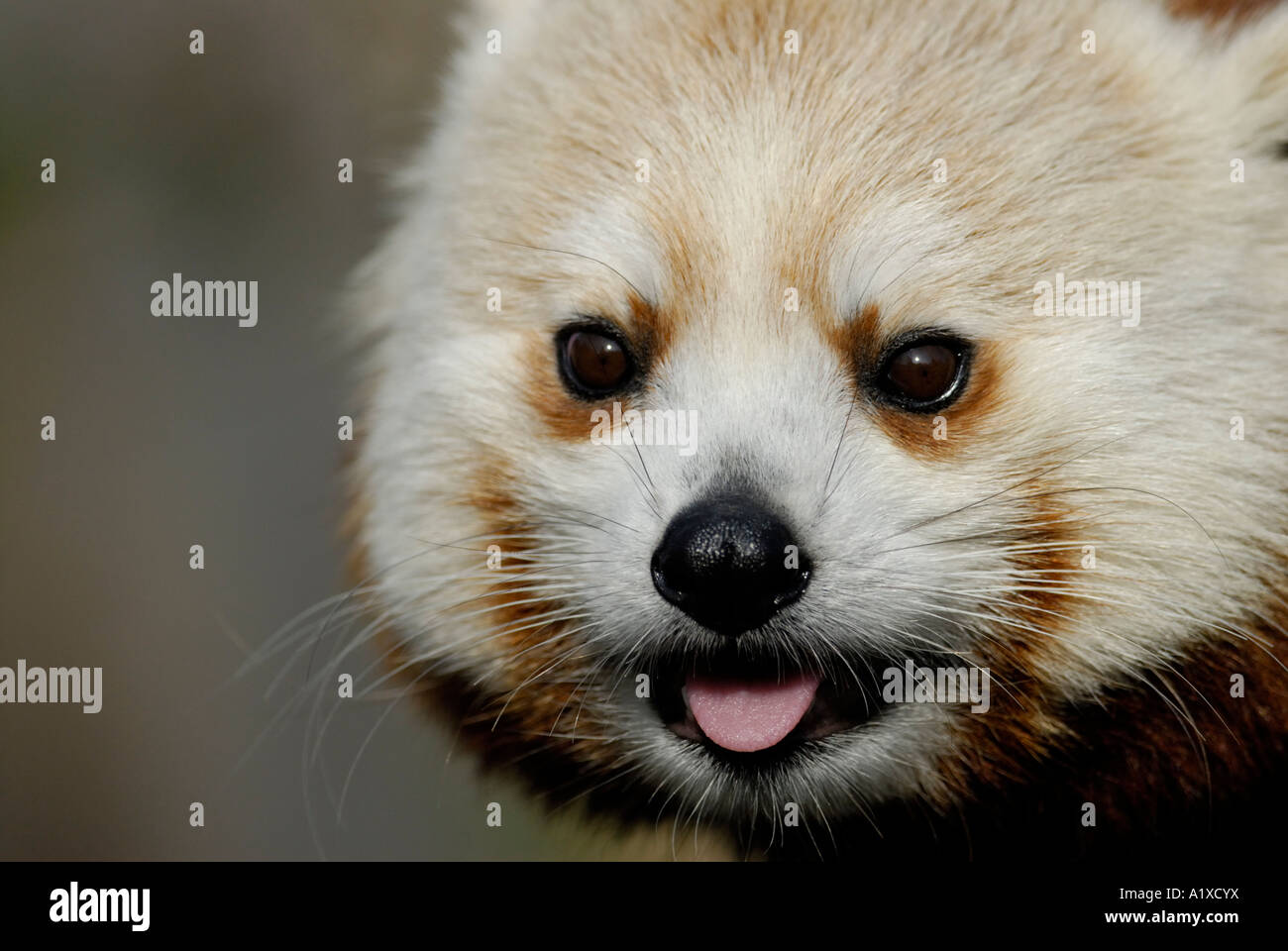 'Panda Rojo', Ailurus fulgens, cerca de la cara Foto de stock