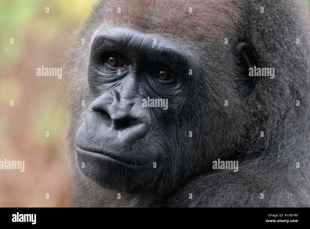 El gorila de las tierras bajas occidentales, Gorila gorila gorila Foto de stock