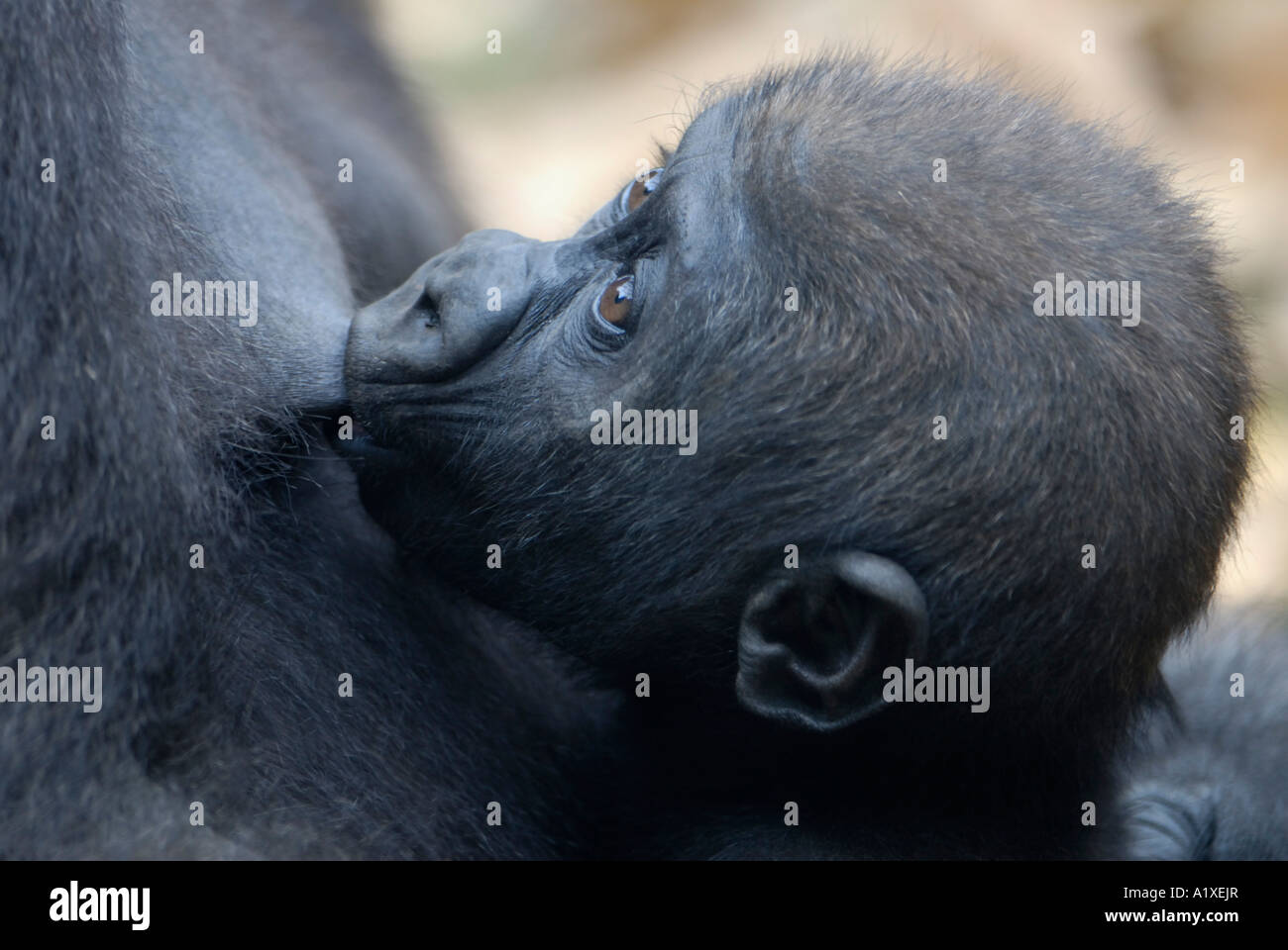 Bebé gorila closeup cerca de enfermería Foto de stock