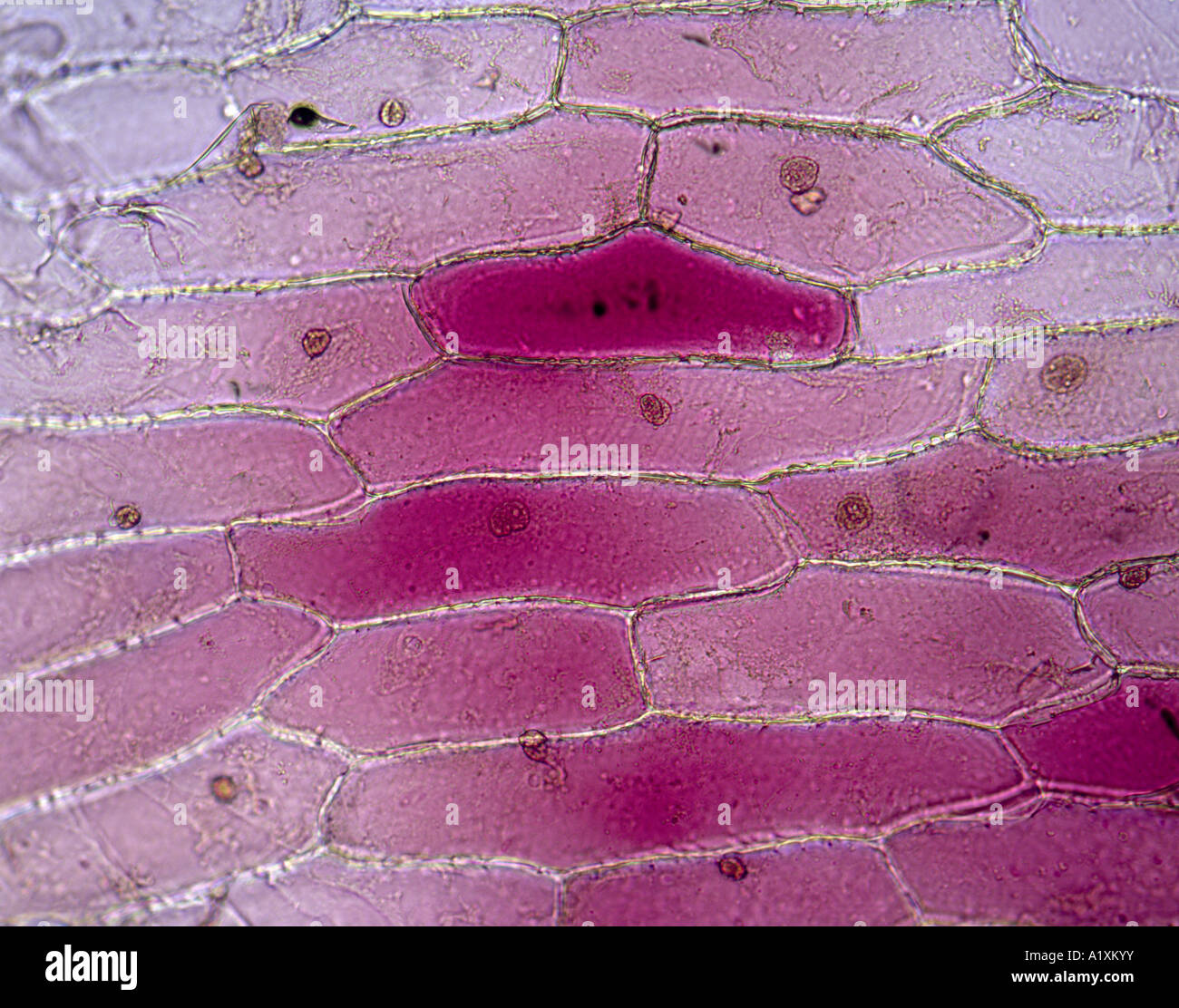 La cebolla roja; las células epidérmicas mostrando el citoplasma y núcleos; el color rojo es natural, no mancha / 100X STUDIO Foto de stock