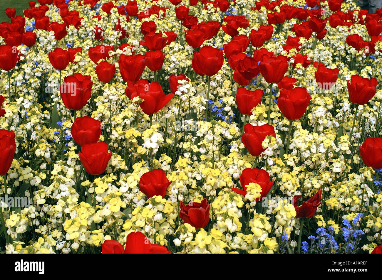 Flores tulipanes rojos y amarillos y flores azules en los Parques Reales de  Londres Inglaterra Fotografía de stock - Alamy