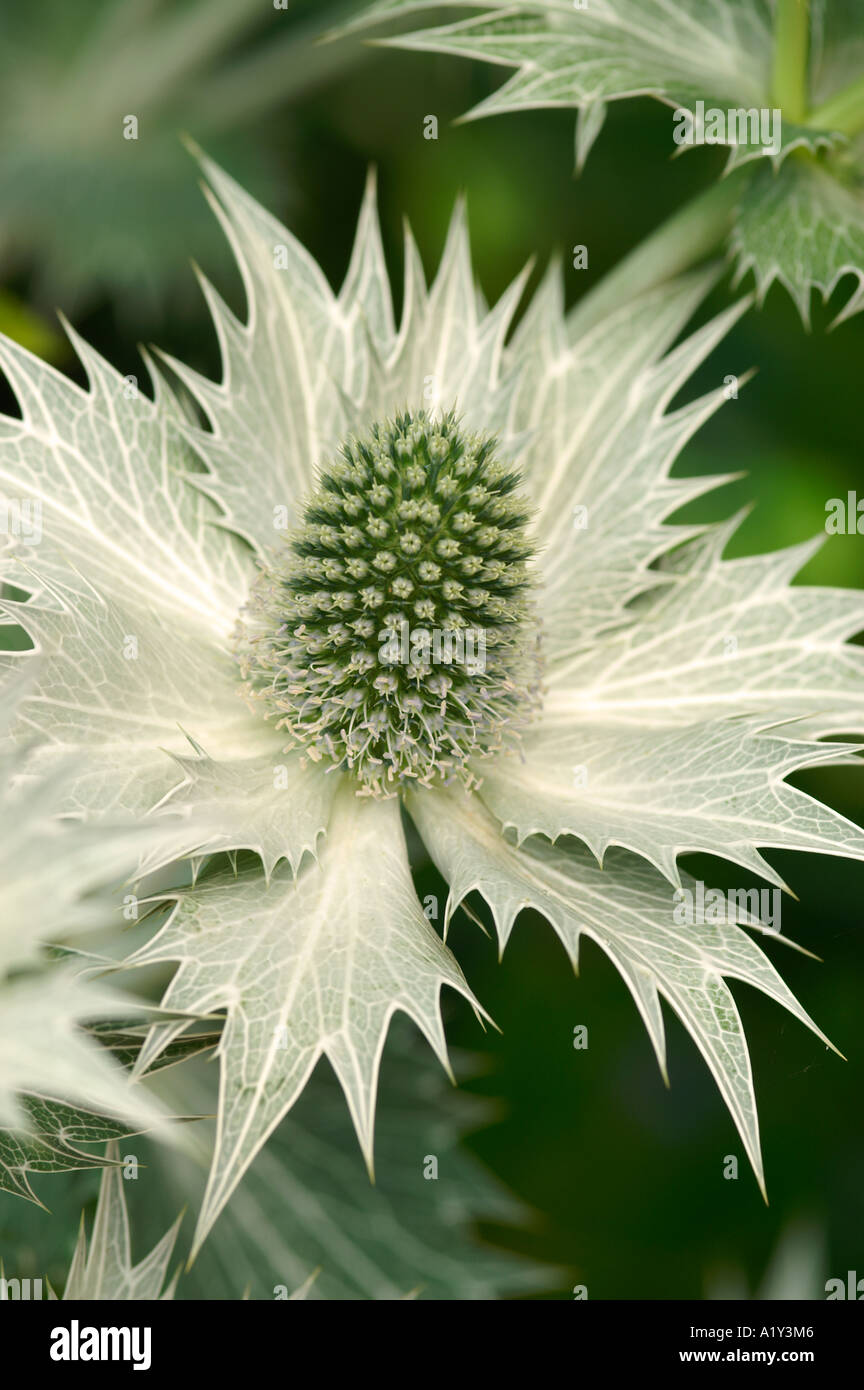 Eryngium giganteum miss willmotts ghost fotografías e imágenes de alta resolución Alamy