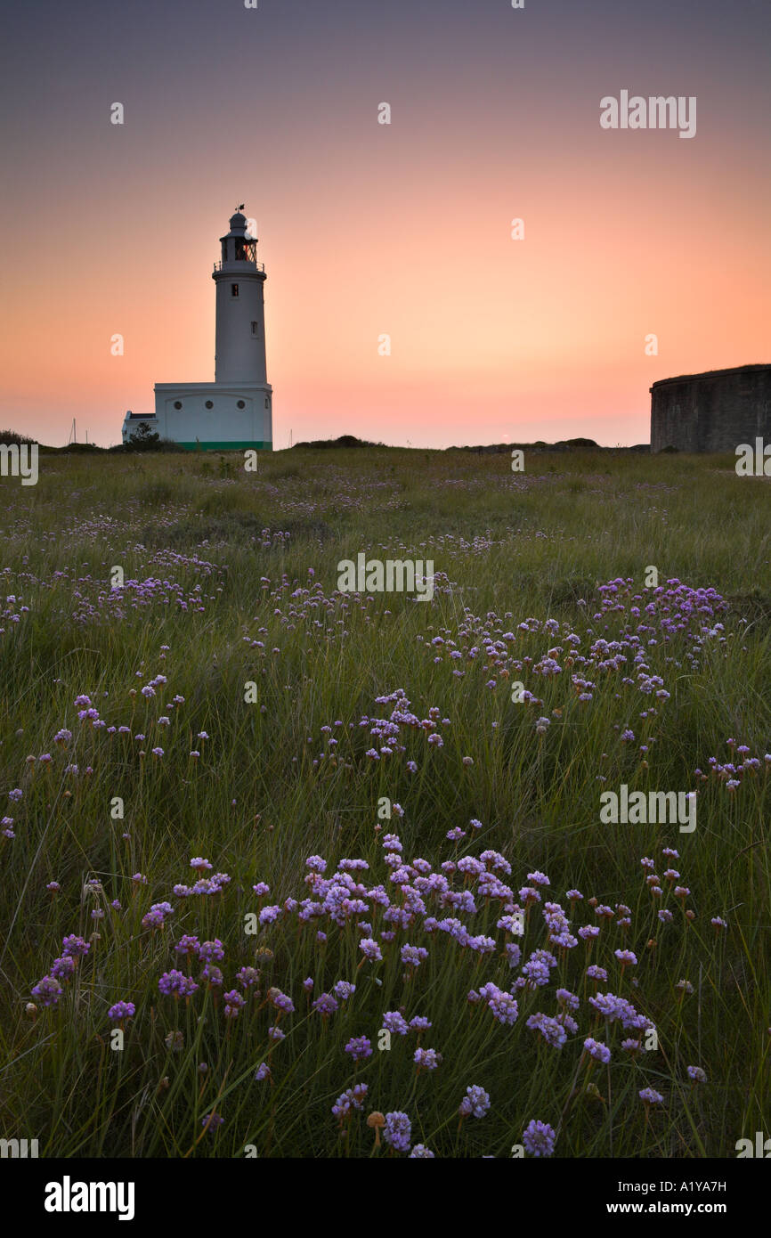 Ahorro creciente en un prado además de la Hurst Spit Lighthouse, Hampshire, Inglaterra Foto de stock
