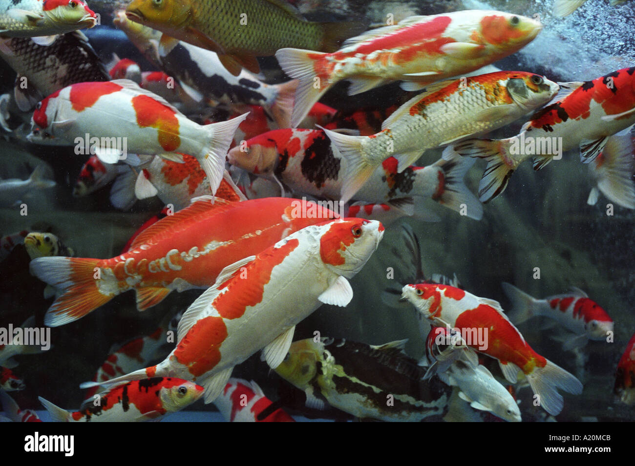 Carpas Koi, peces encantos de prosperidad económica para la venta de un  tanque en Tung Choi Street, Hong Kong, China Fotografía de stock - Alamy