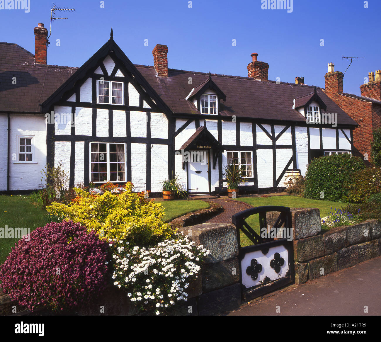 Tudor Cottage en primavera, Tattenhall, Cheshire, Inglaterra, Reino Unido. Foto de stock