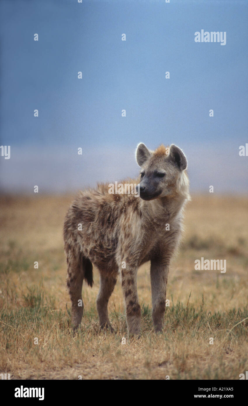 Adulto Spotted Hyena en alerta plantean cráter del Ngorongoro Tanzania África Oriental Foto de stock