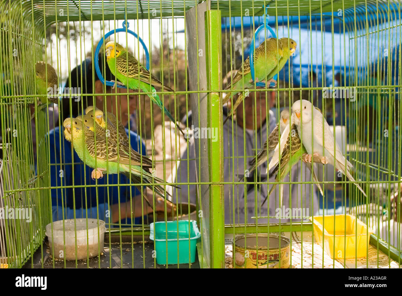Pericos y otras aves para la venta en el mercado de San Miguel de