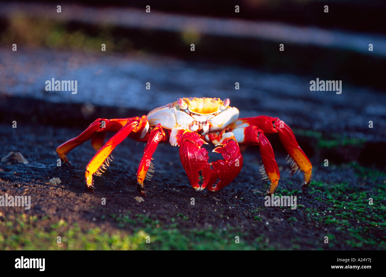 Grapsus grapsus Scharlachrote Felsenkrabbe Galapagos Ecuador Südamerika Foto de stock