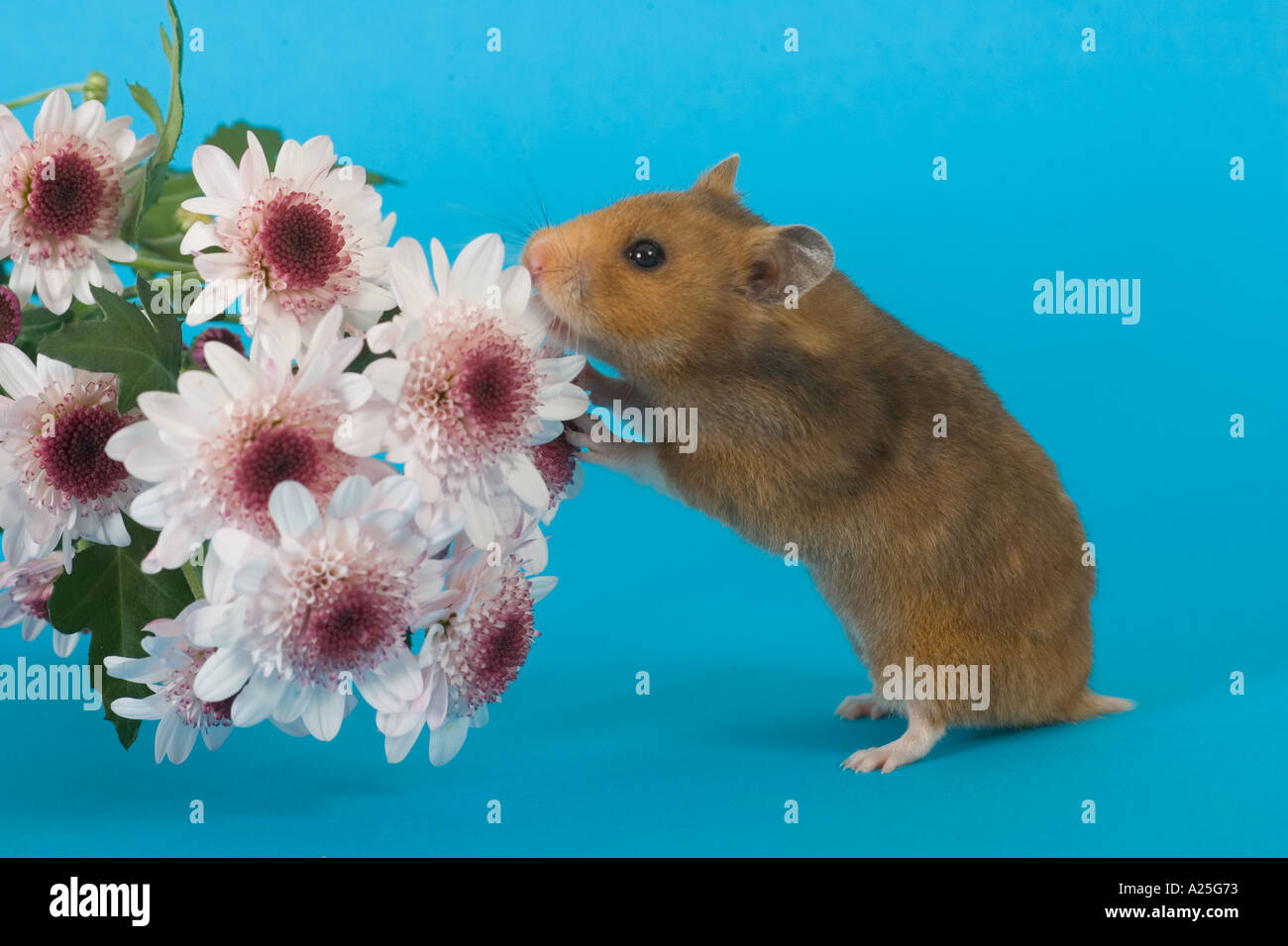 Hamster con Flores sobre fondo azul Fotografía de stock - Alamy Hamster con Flores sobre fondo azul Fotografía de stock - Alamy