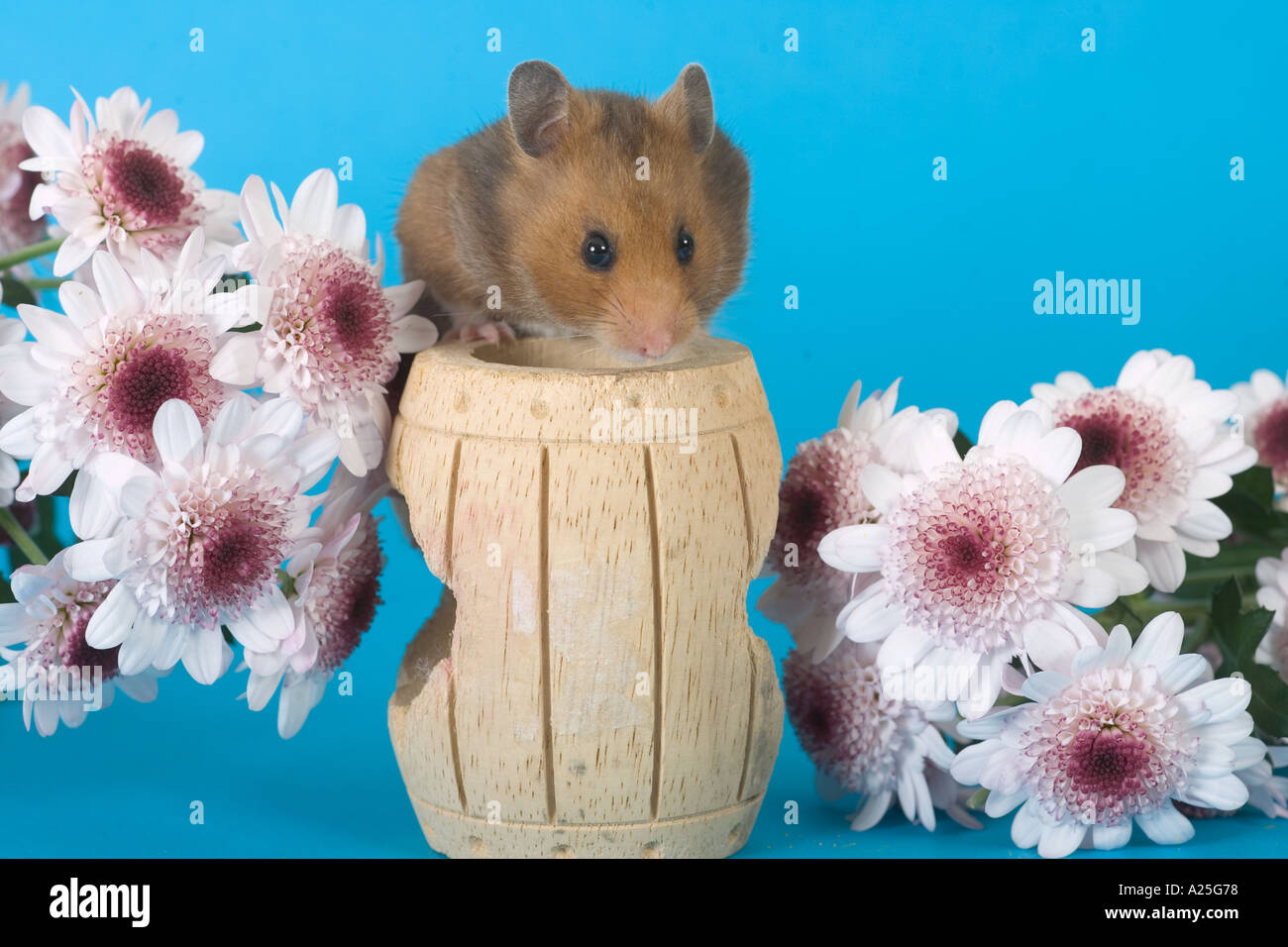 Hamster con Flores sobre fondo azul Fotografía de stock - Alamy