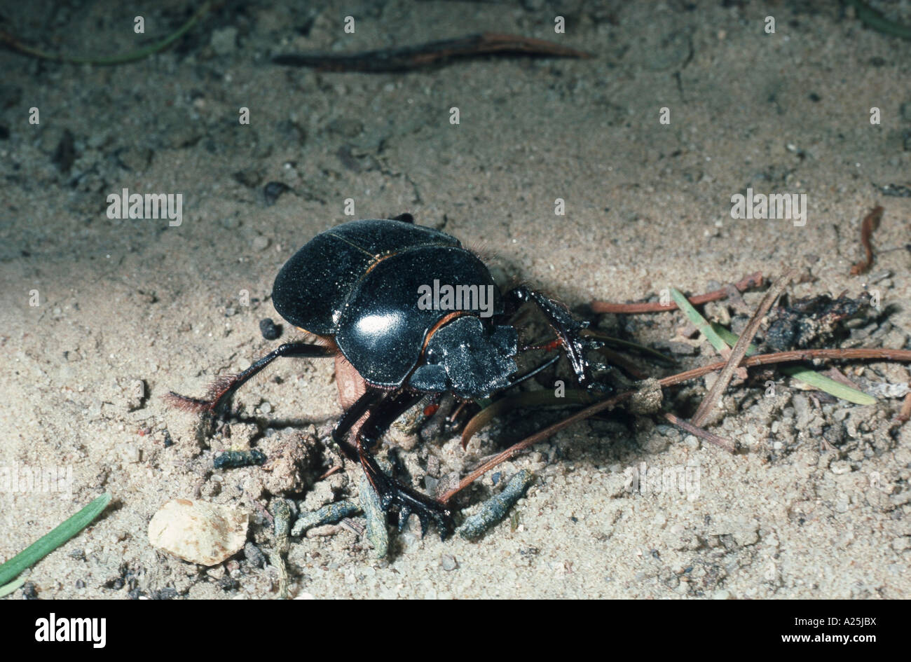 Los escarabajos del escarabajo, lamellicorn coleópteros (escarabajos del estiércol & chafers) (Scarabaeidae), imago, África Foto de stock