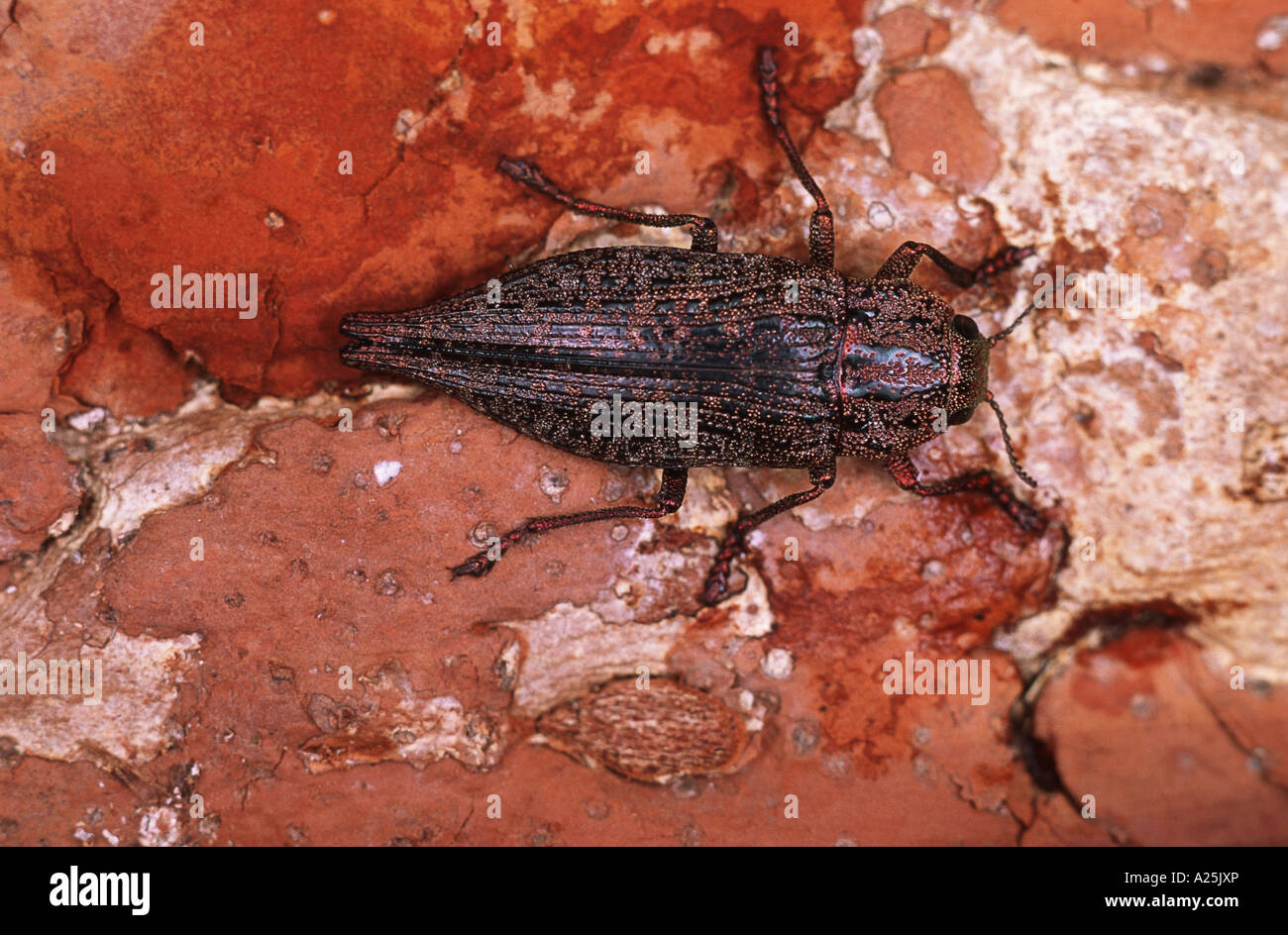Perforadores de insectos fotografías e imágenes de alta resolución - Página  5 - Alamy