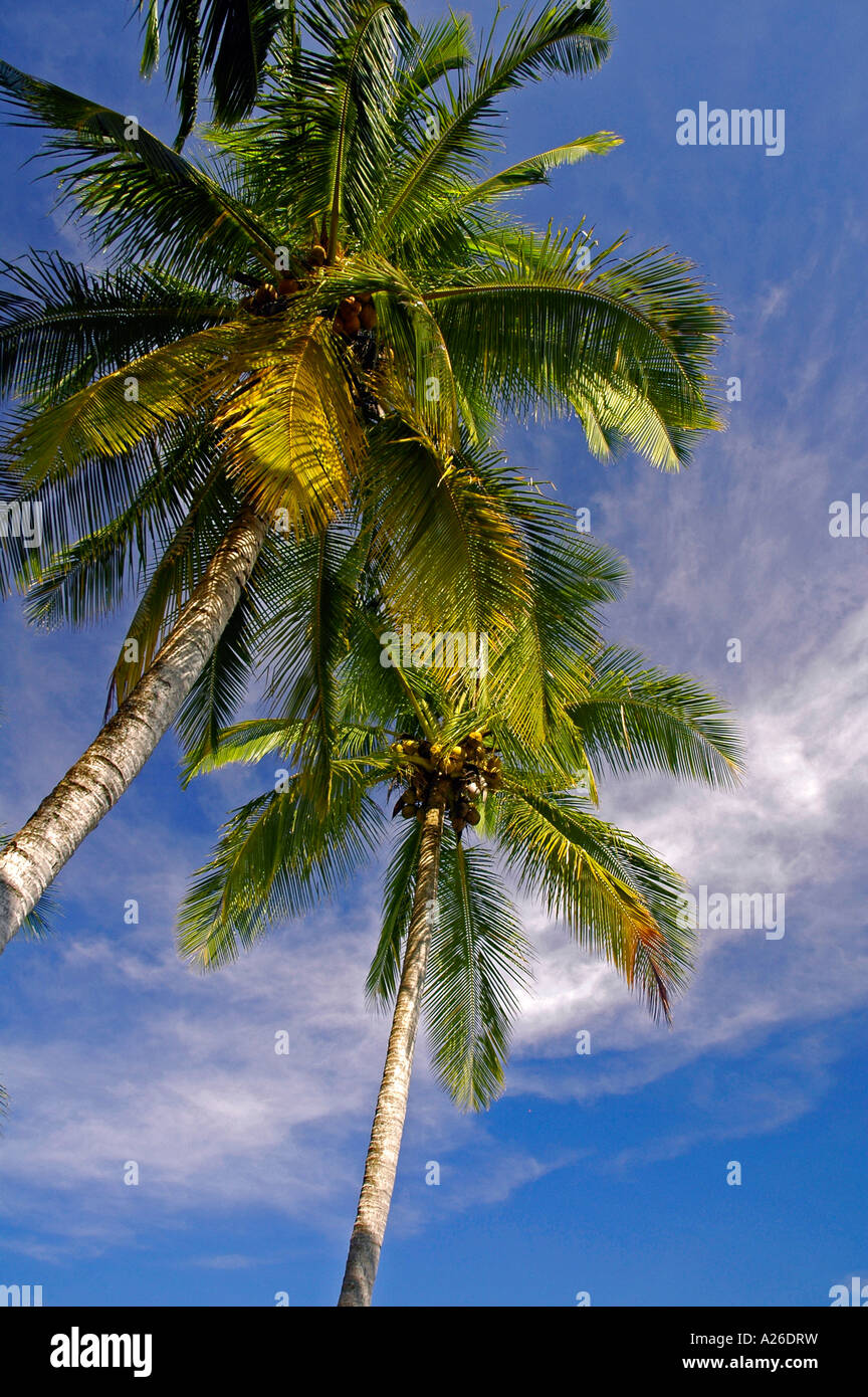 Palmeras en la playa de Boca del Drago, Playa de las Estrellas, Isla