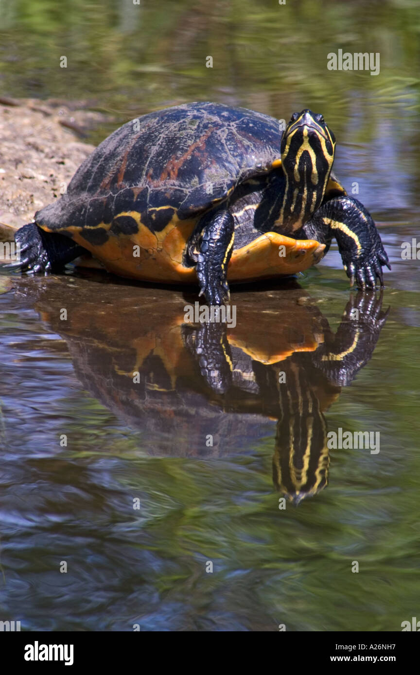 Florida curva roja tortuga (Pseudemys nelsoni) regodearse en roca sumergida en Taylor Slough. Everglades NP FL Foto de stock