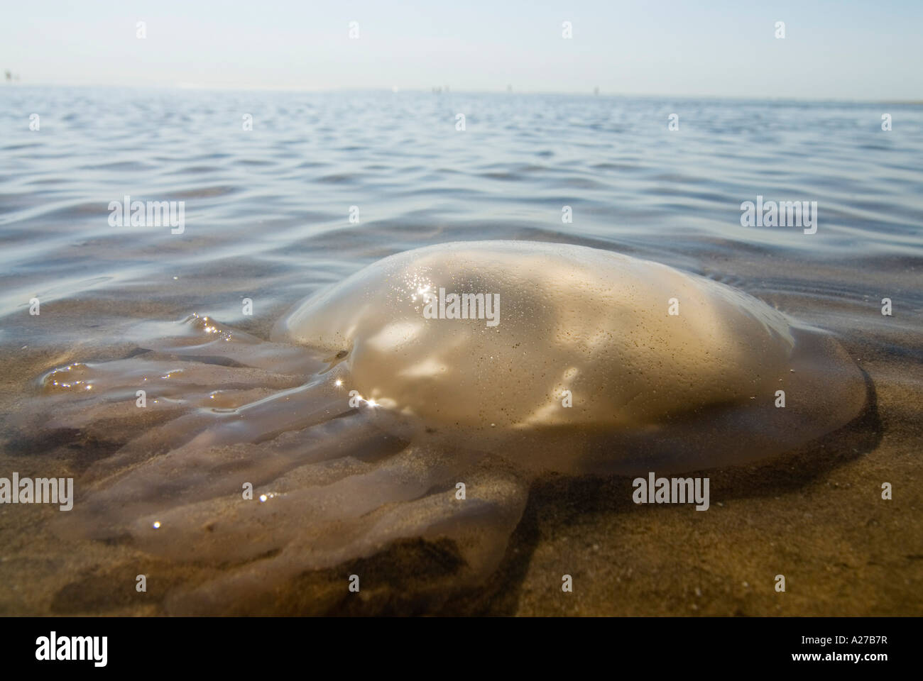 Meduse medusas en una playa de aguas poco profundas en el mar mediterráneo, Adria Italia Foto de stock
