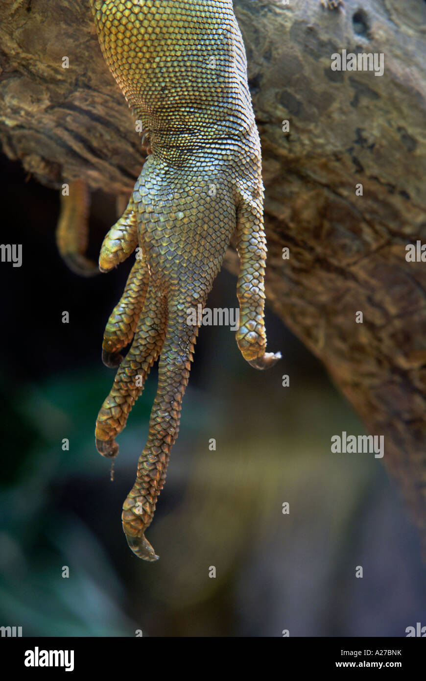 Garras de una iguana verde (Iguana iguana) Foto de stock