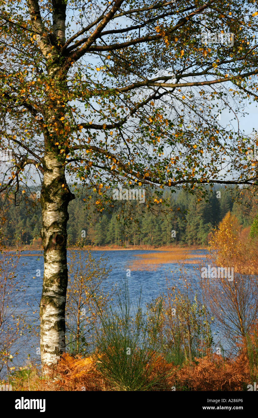 Birch Tree en Stroan Loch en Galloway Forest Park Dumfries y Galloway, Escocia ,en otoño Foto de stock
