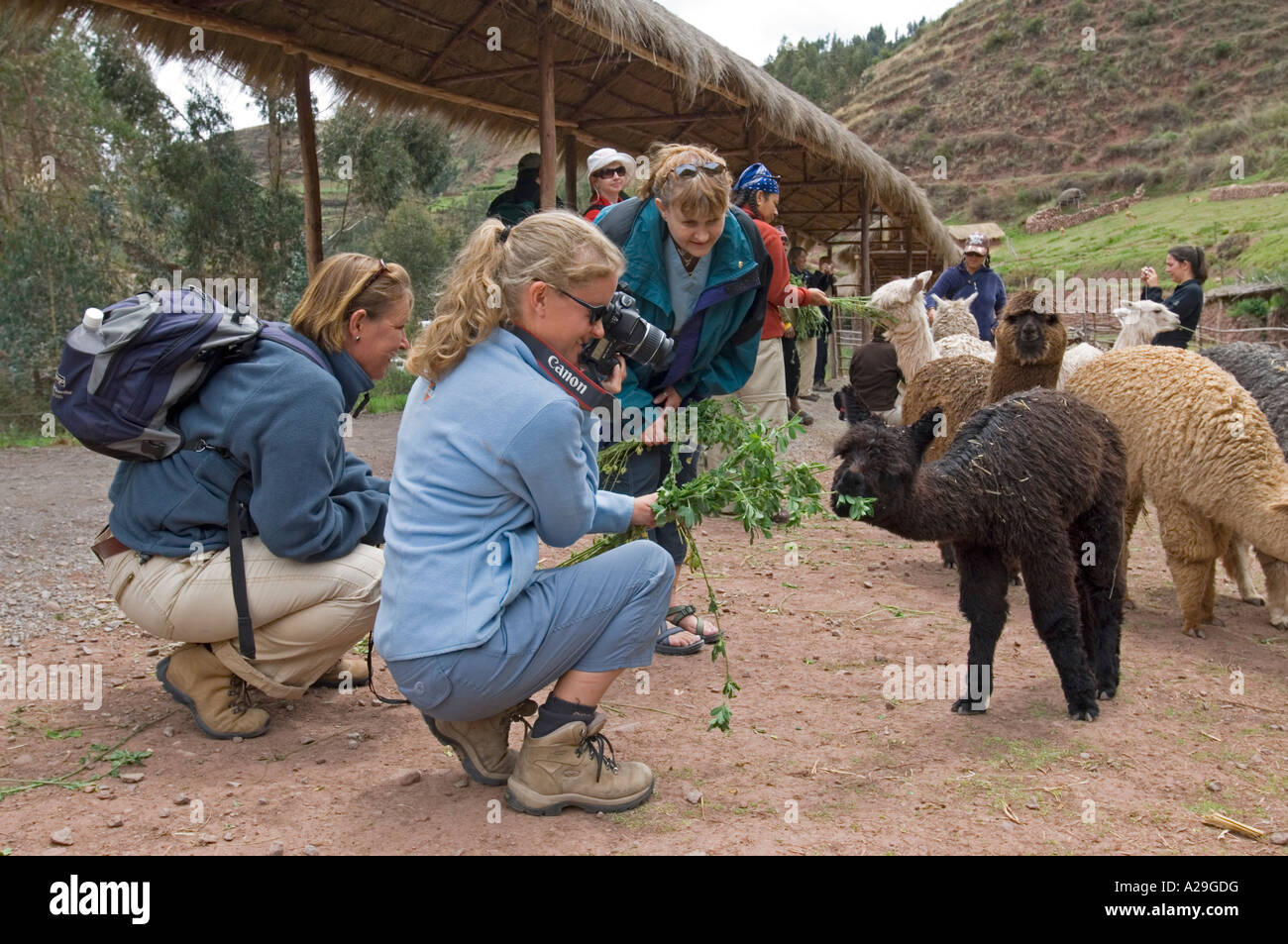 Alpaca suri farm near cusco fotografías e imágenes de alta resolución -  Alamy