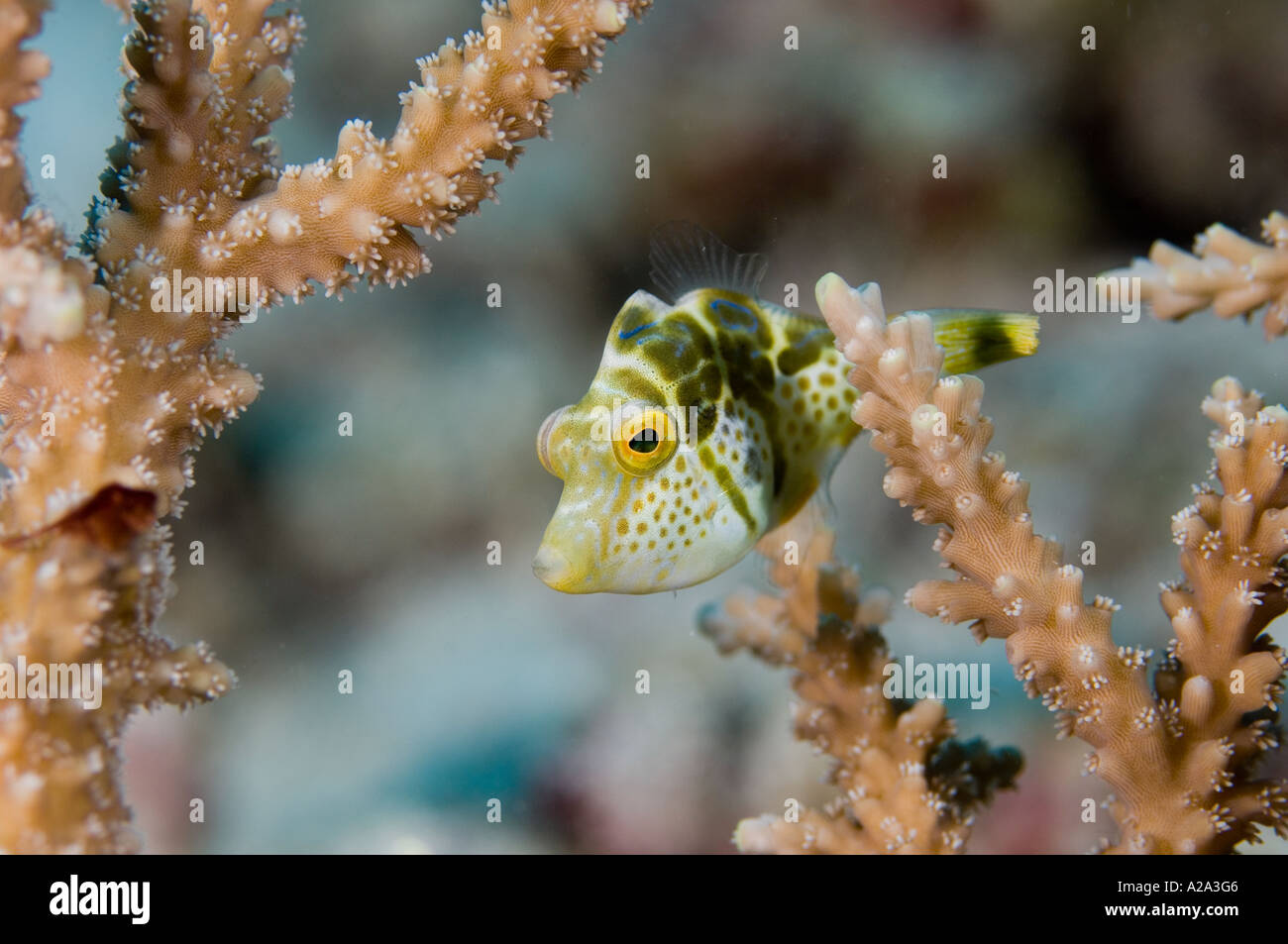 Imitar a un menor, Paraluteres prionurus filefish, que se asemeja al tóxico cinchó toby. Abai, Biak, Papua Occidental, Indonesia. Foto de stock