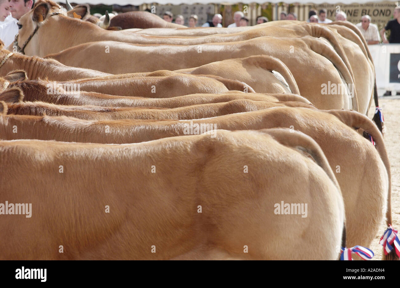 Fayre ganado en Parthenay, Francia Foto de stock