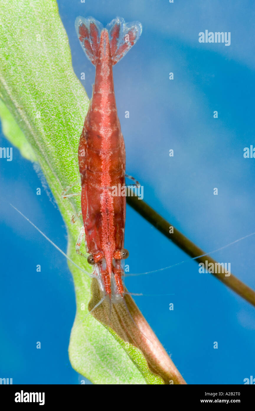 Rojo fuego rojo cereza Redfire Neocaridina denticulata sinensis Cherry  Camarón Camarón fuego submarino bajo el agua Fotografía de stock - Alamy