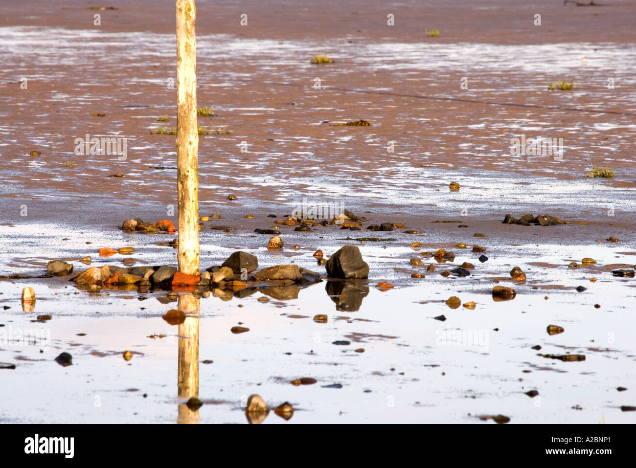 Polo en la arena en la isla de Santo Northumberland, Inglaterra, Reino Unido Foto de stock