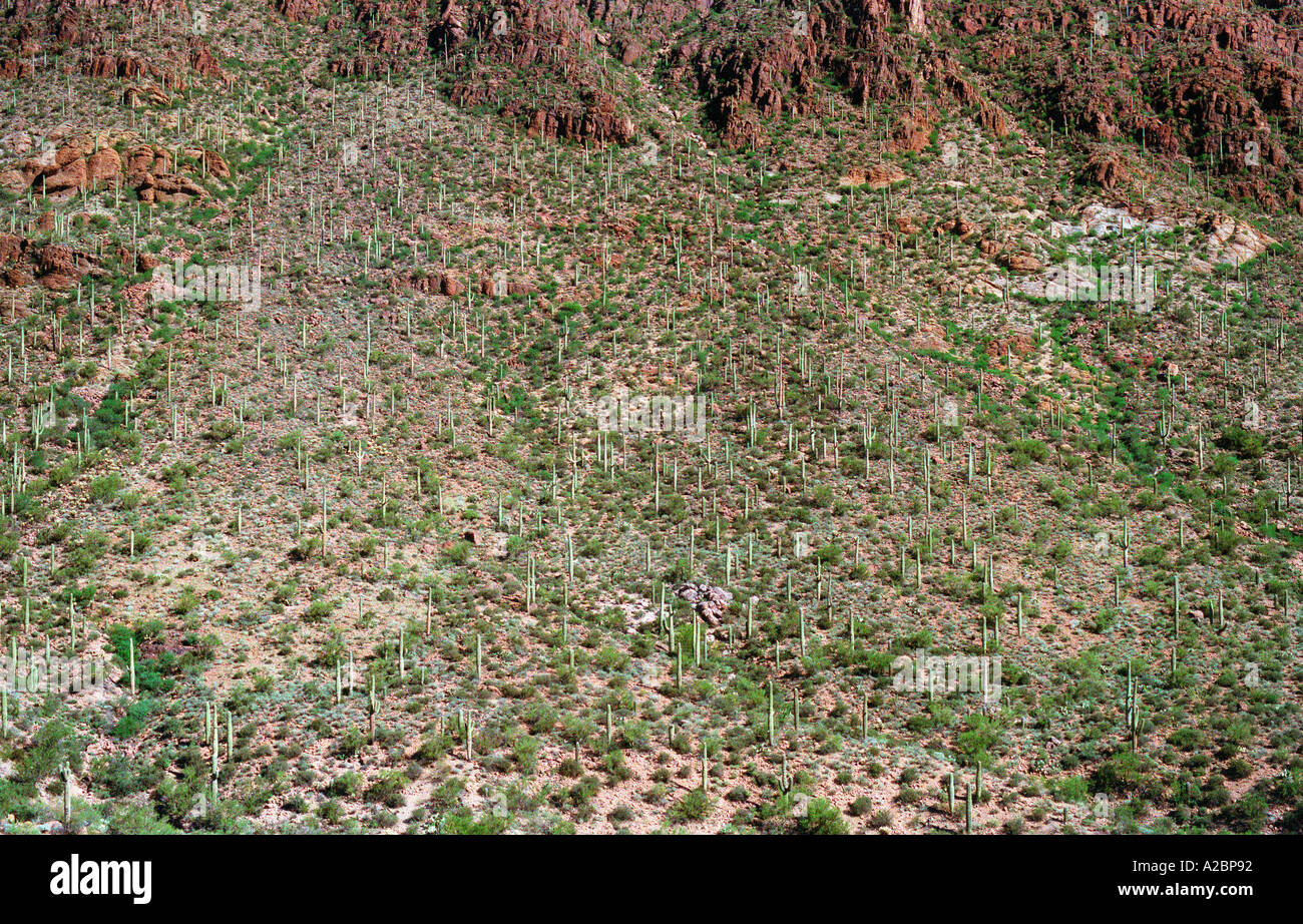 Bosque de cactus saguaro Tucson Arizona 1996 EE.UU. Foto de stock