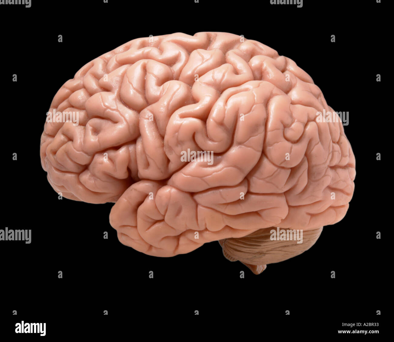 Modelo de cerebro humano sobre fondo negro Foto de stock