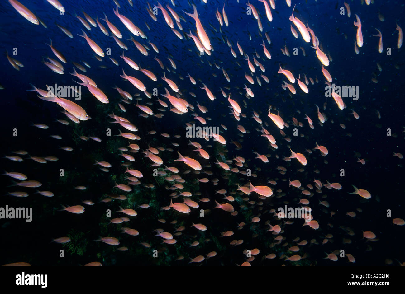 Escuela de rosa Scalefin Anthias (Pseudanthias squamipinnis) nadando en las aguas del océano azul profundo. Foto de stock