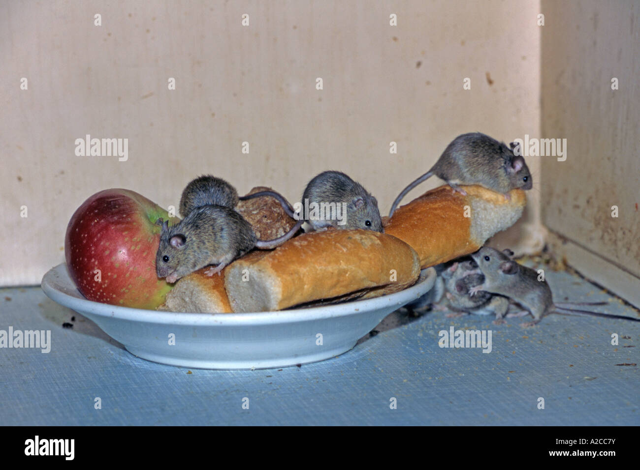 Casa del ratón (Mus musculus), grupo de alimentación en una despensa  Austria Febrero Fotografía de stock - Alamy