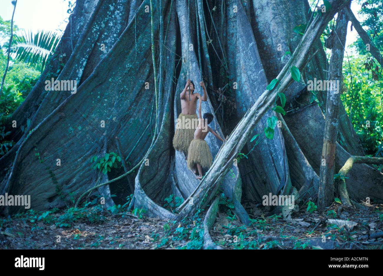 Los varones de una tribu Yagua viven cerca de Iquitos usando las lianas de  un árbol gigante como columpios Fotografía de stock - Alamy