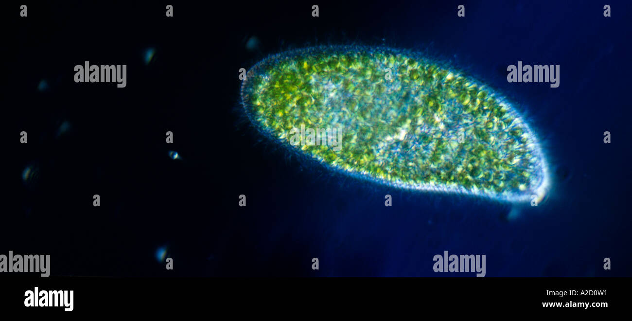 Zapatilla Animalicule ciliado paramecio bursaria mostrando las algas verdes simbióticas cilios Darkground iluminación Foto de stock