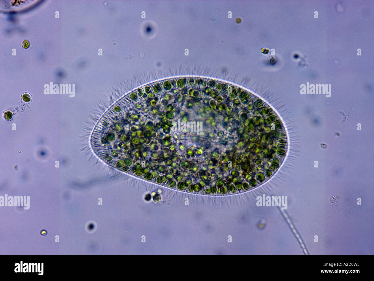 Paramecio paramecio bursaria protozoos de agua dulce mostrando cilia y zoochlorellae interno Foto de stock