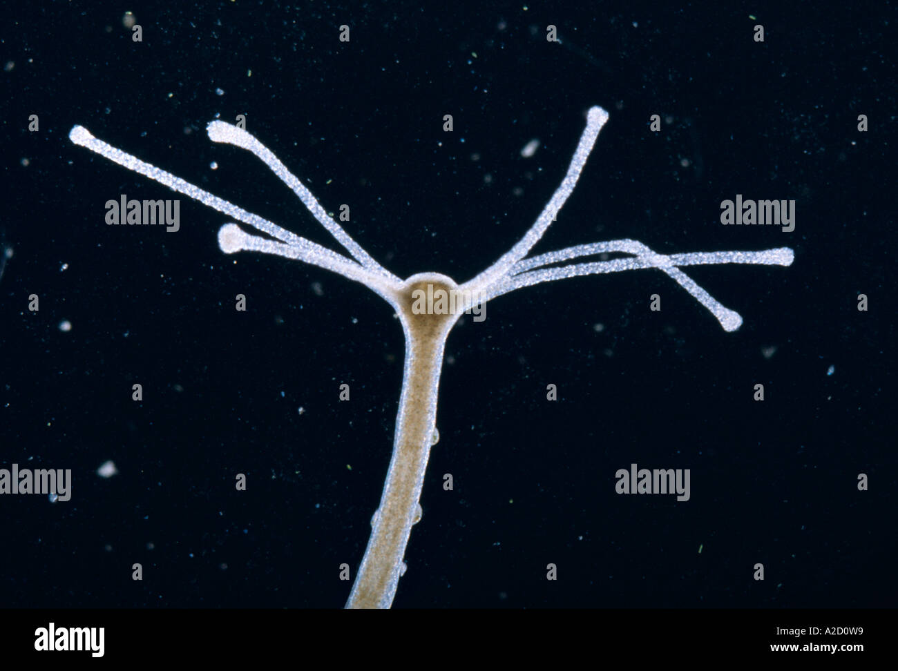 Hydra Hydra attenuata epizooic manecilla tentáculos ciliados Kerona polyporum en tallo Foto de stock