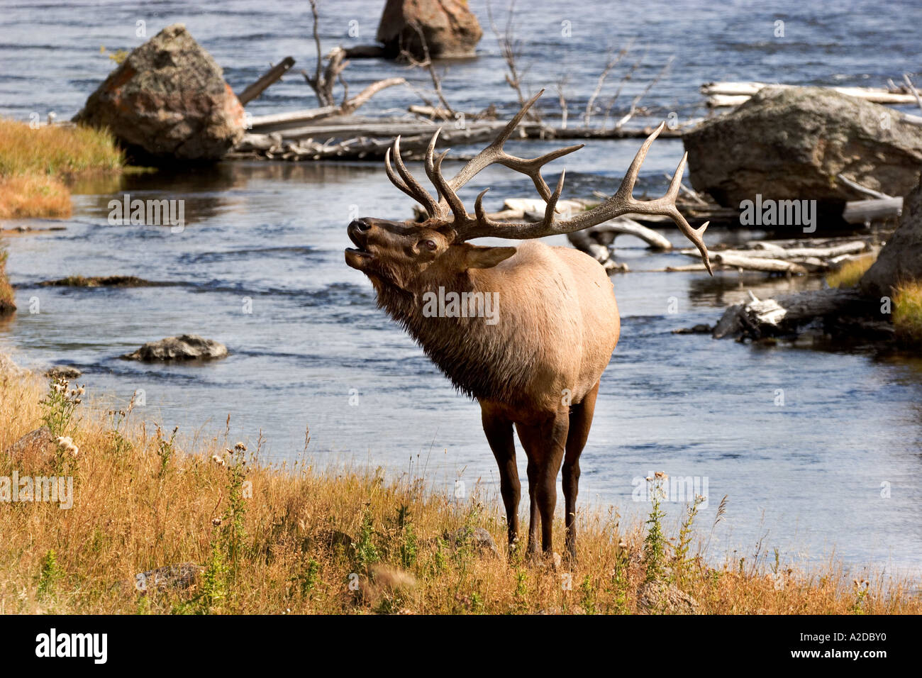 ME-457D ABULTADA ELK y Madison River Foto de stock
