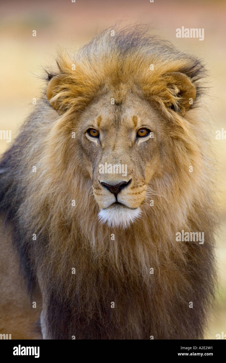 Namibia, África: Hombre León (Panthera leo) acercándose al proyecto Africat, El Okonjima Foto de stock