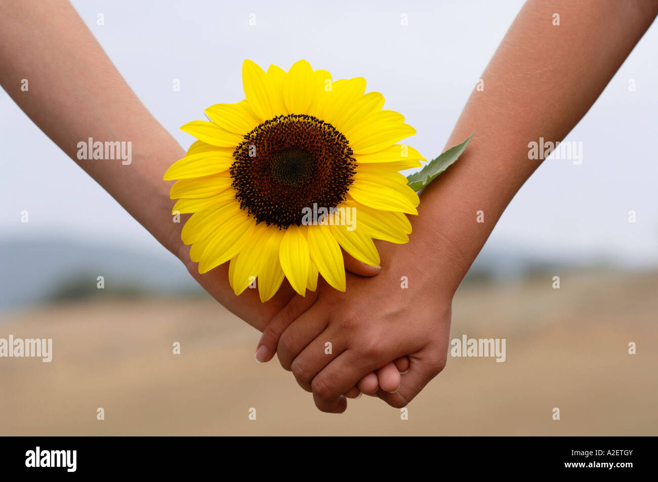 Tomados de la mano con girasol Fotografía de stock - Alamy