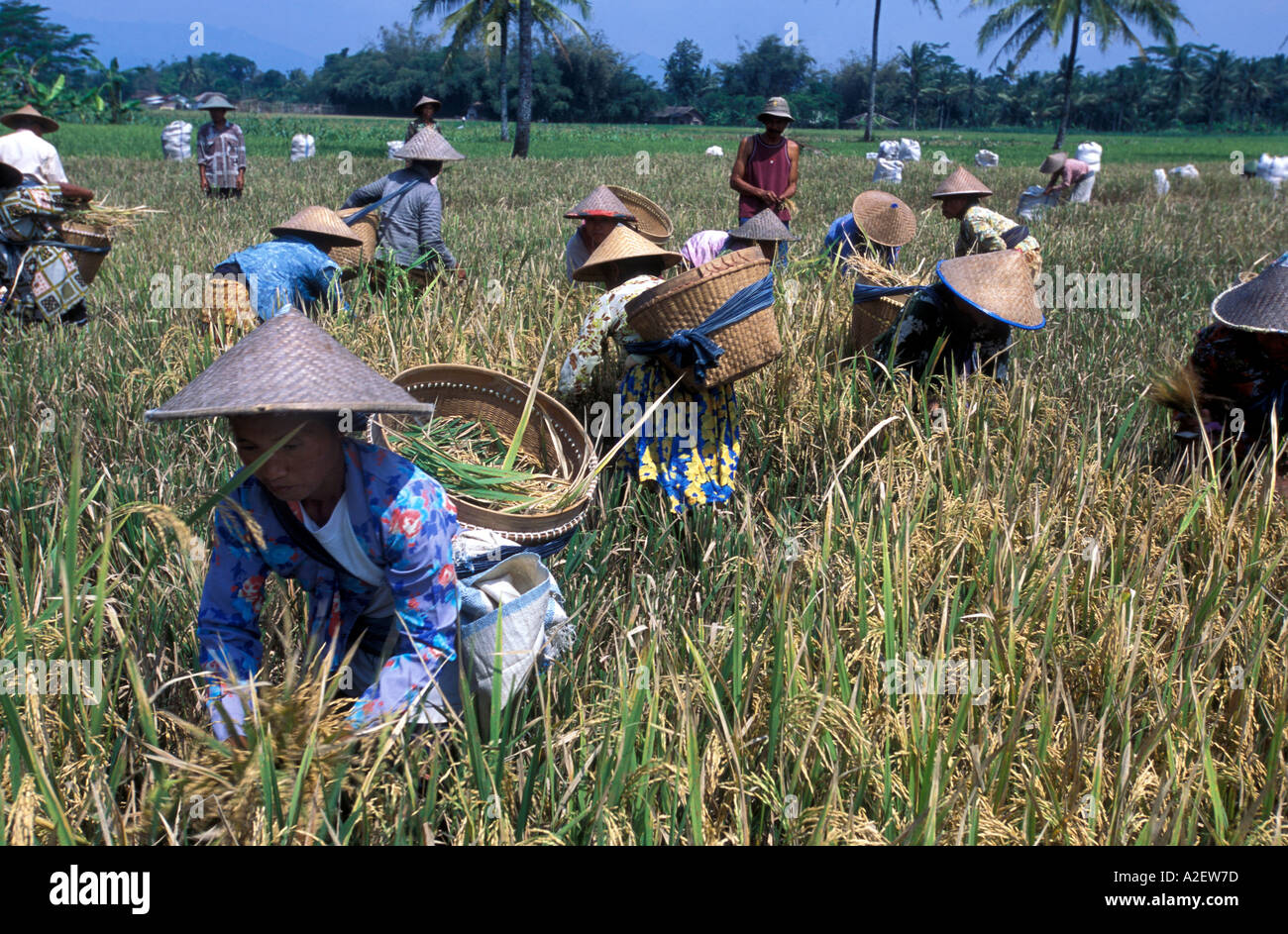 Cosecha de arroz en la meseta Kedu Borobudur Java Indonesia Foto de stock