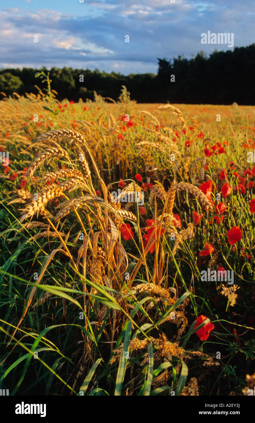 Las amapolas crecen en un campo de trigo, cerca de beckley, Oxford, Reino Unido Foto de stock
