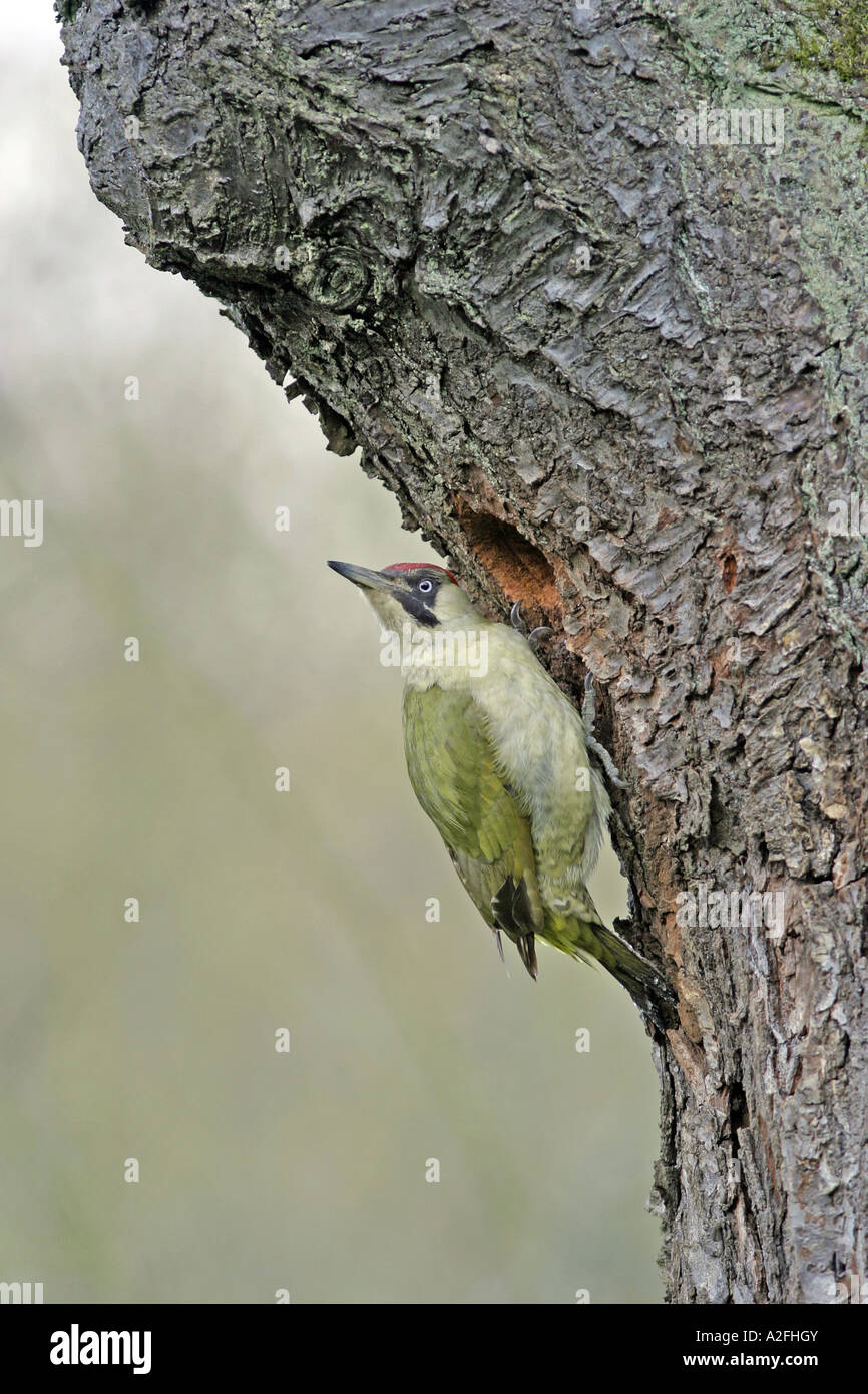 Pájaro carpintero verde delante de un agujero en un nido viejo cerezo Foto de stock