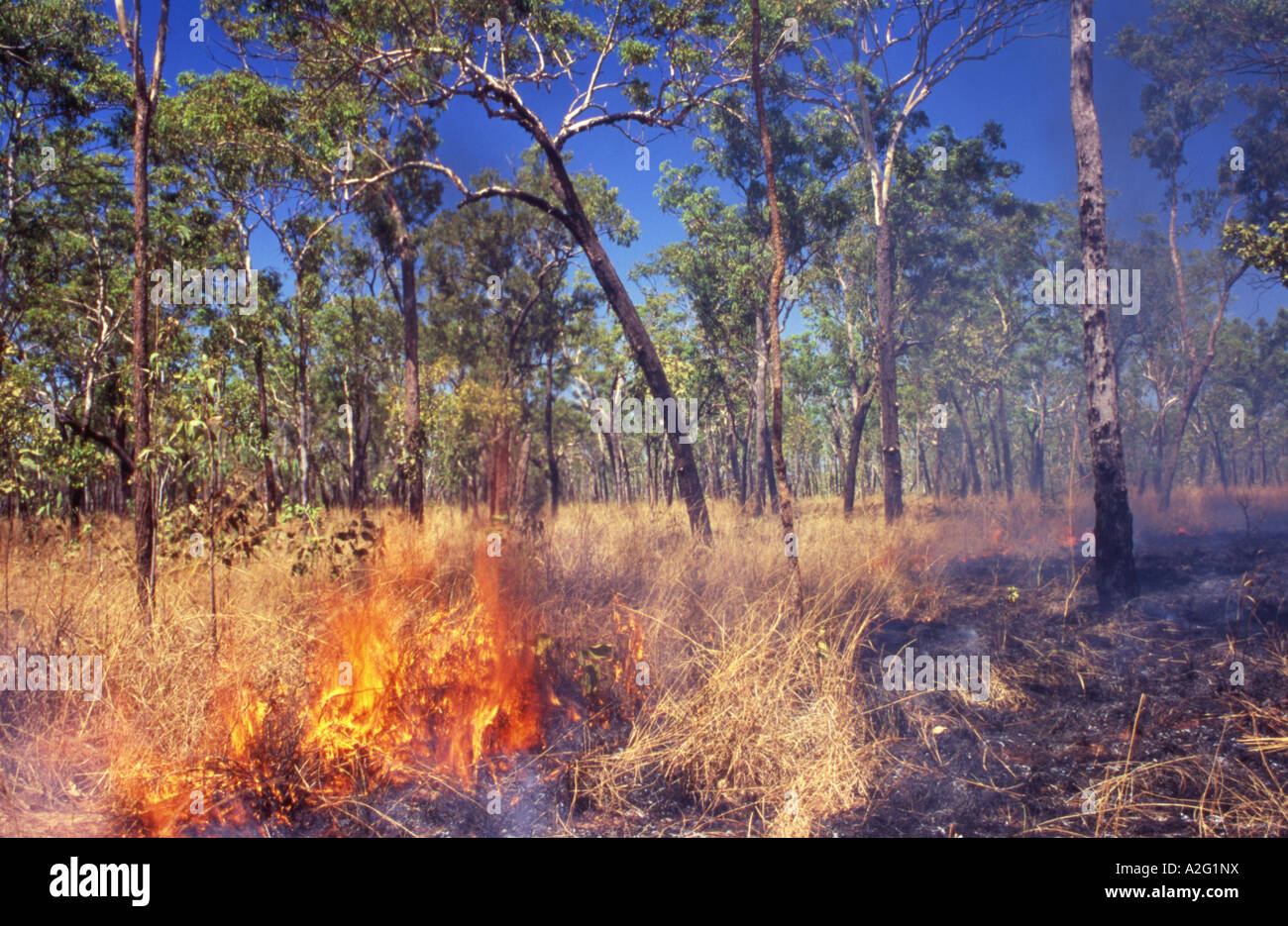 Dichas quemas en el territorio del norte al Parque Nacional de Kakadu Australia Foto de stock